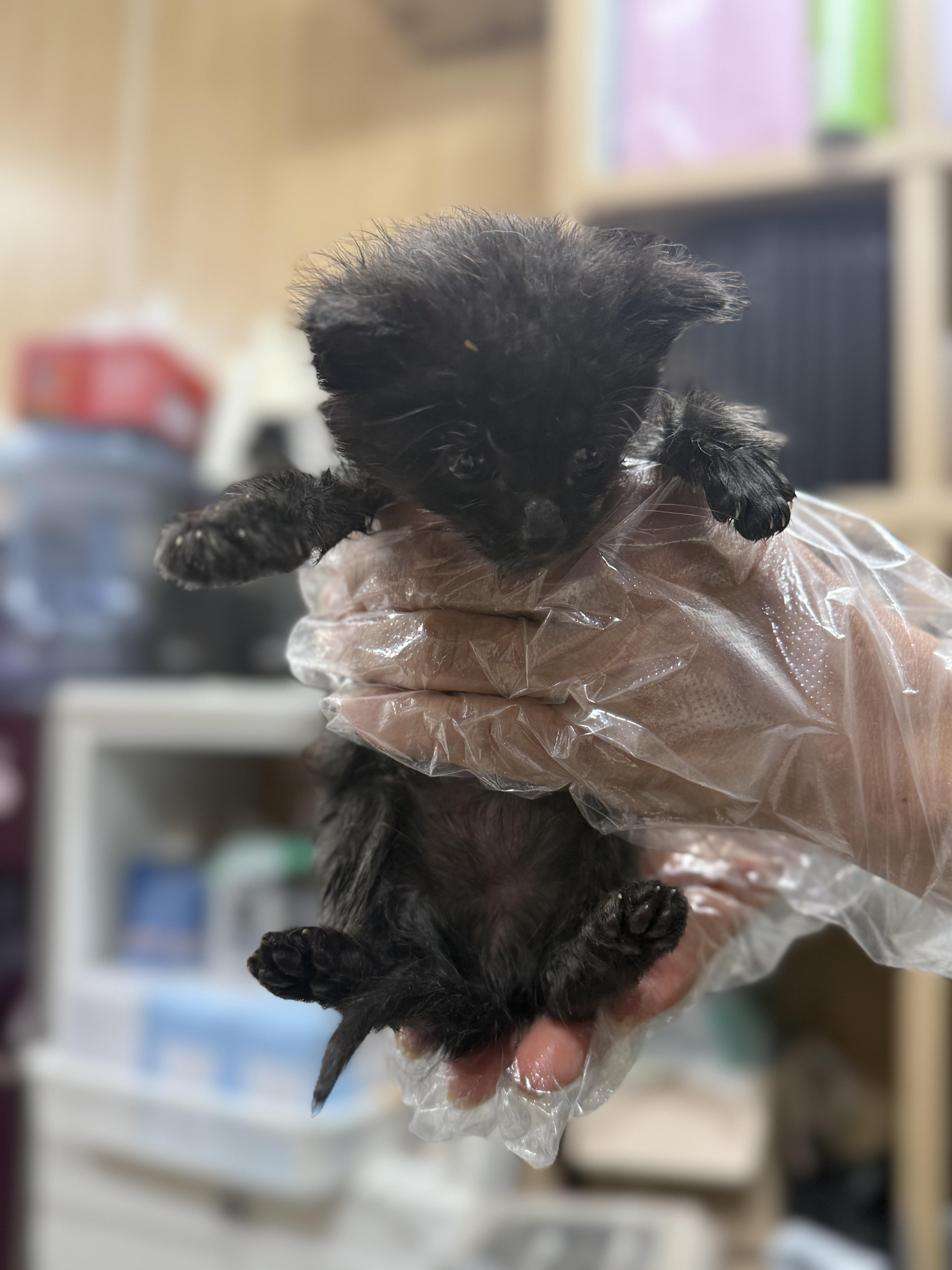 울산유기동물보호센터_431373202500638