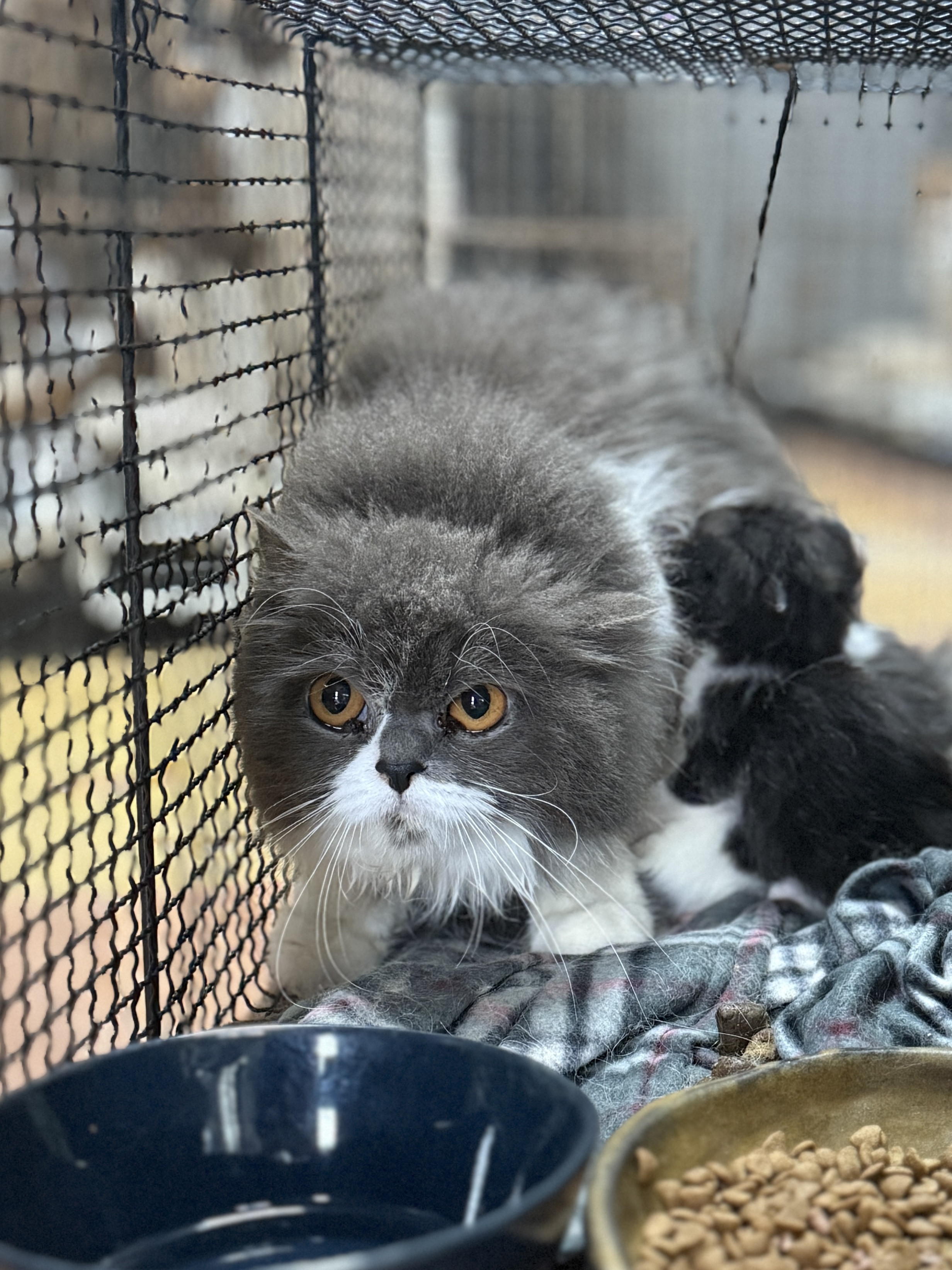울산유기동물보호센터_431373202500641