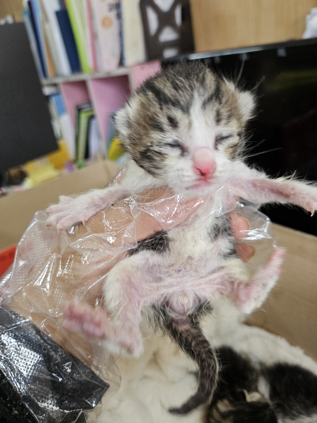 울산유기동물보호센터_431373202500635