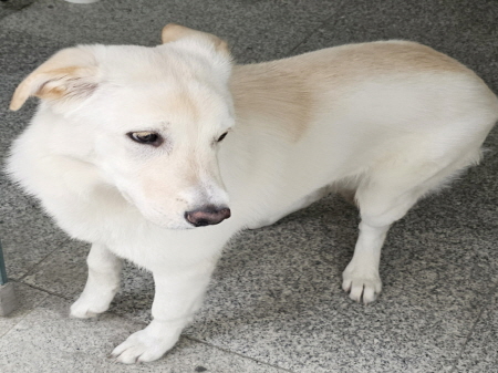 원주시동물보호센터_442419202500363