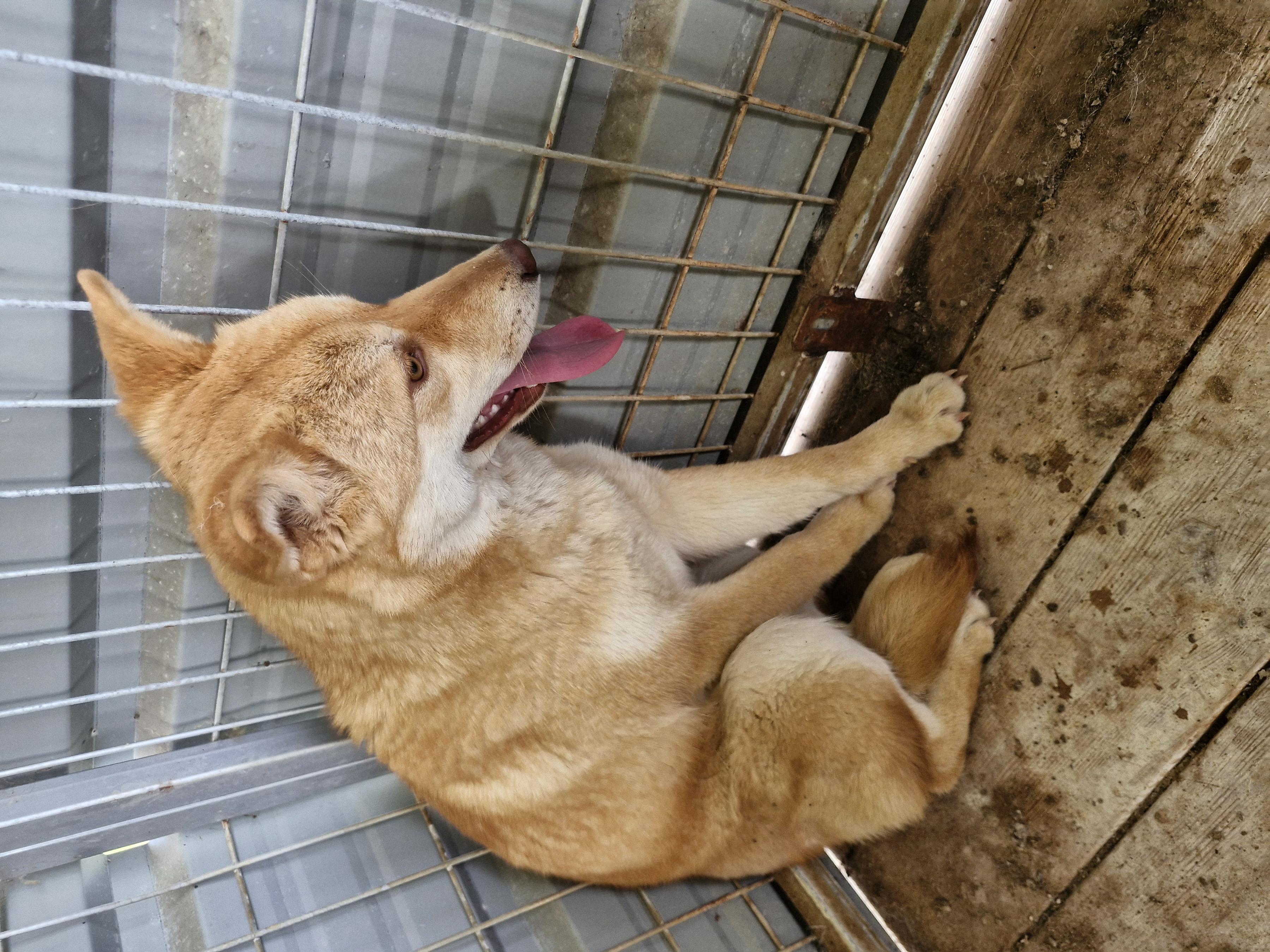 임실유기동물보호센터_445476202500186