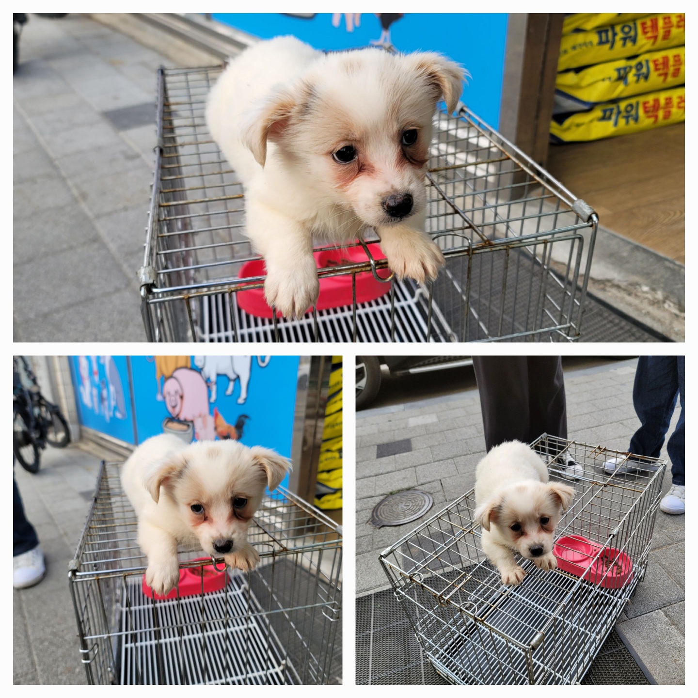 종료(입양) 믹스견…