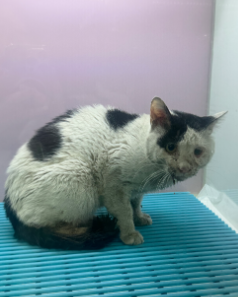 보호중 한국 고양이…