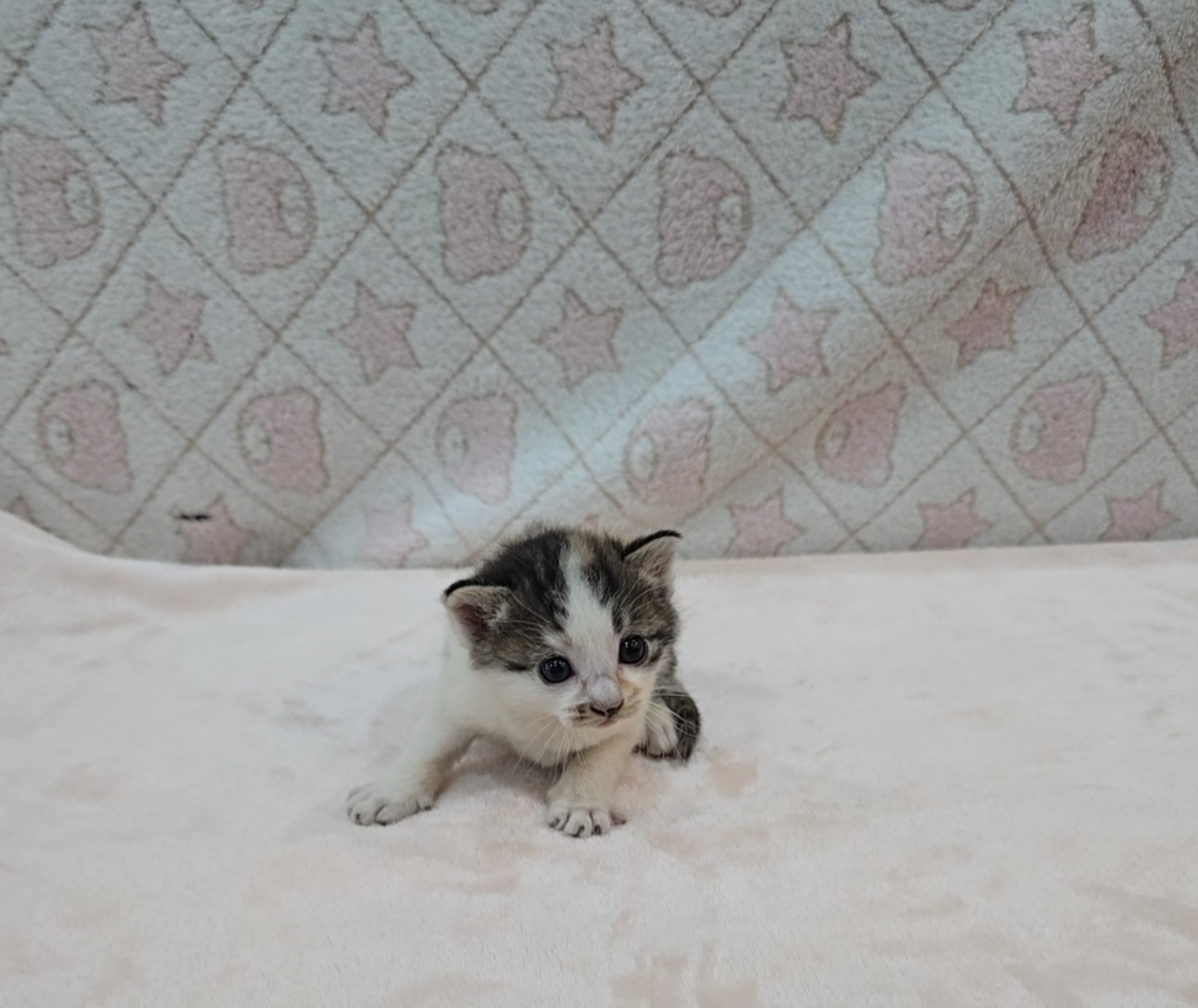 군산유기동물보호센터_445467202500818