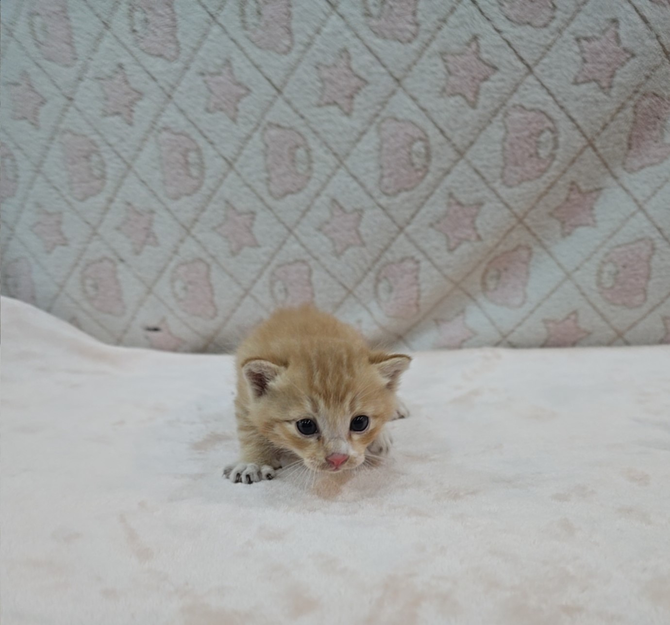 군산유기동물보호센터_445467202500820