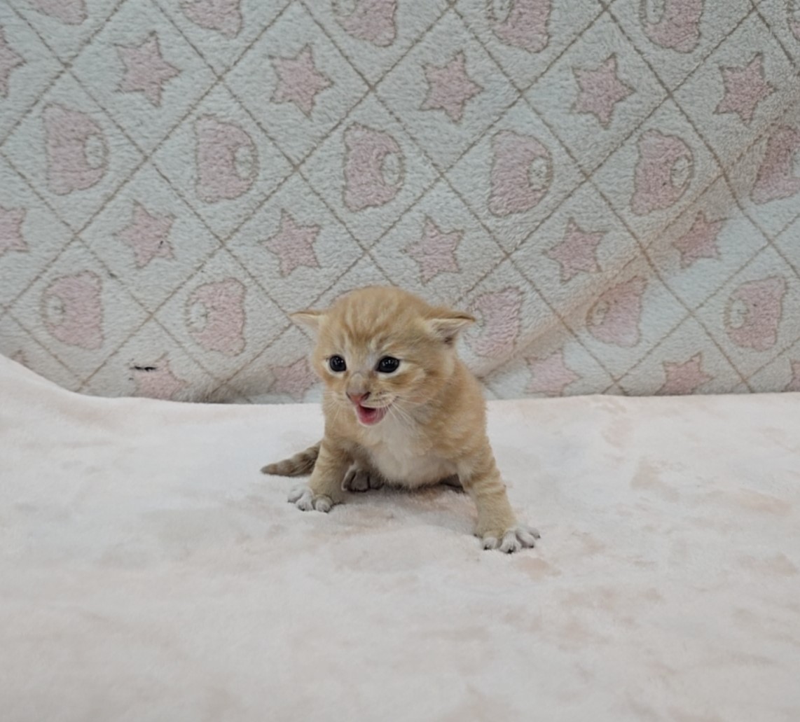 군산유기동물보호센터_445467202500819
