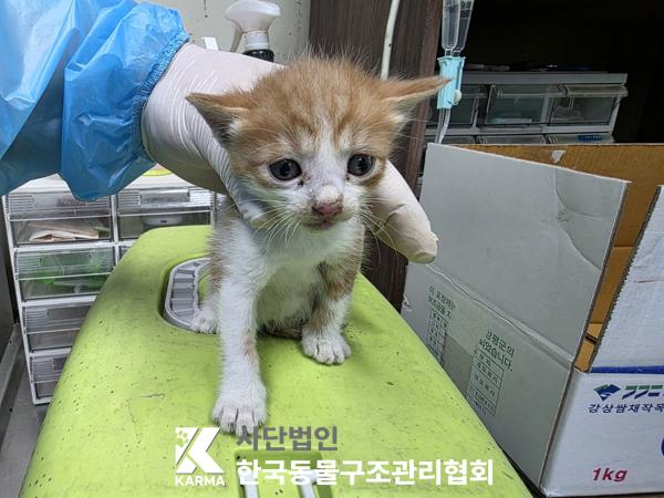 보호중 한국 고양이…