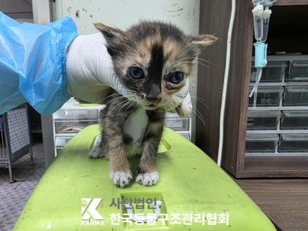 보호중 한국 고양이…