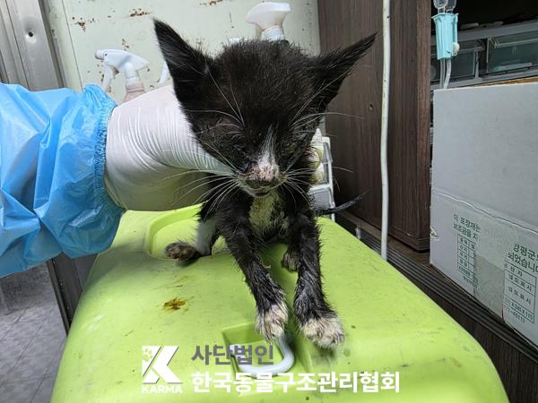 한국동물구조관리협회_441409202500727