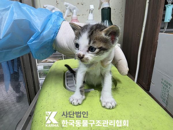 한국동물구조관리협회_411317202500189