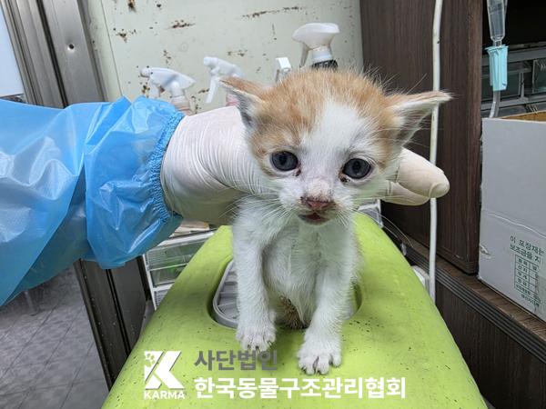 한국동물구조관리협회_411317202500190
