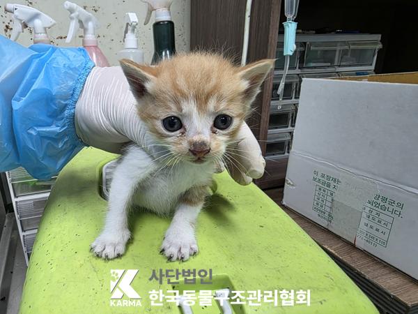 보호중 한국 고양이…
