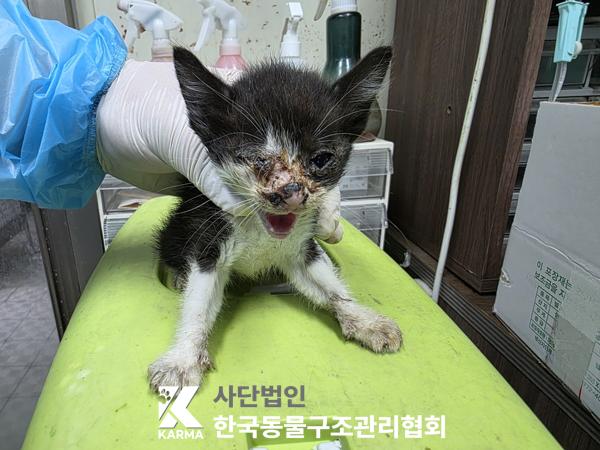 보호중 한국 고양이…