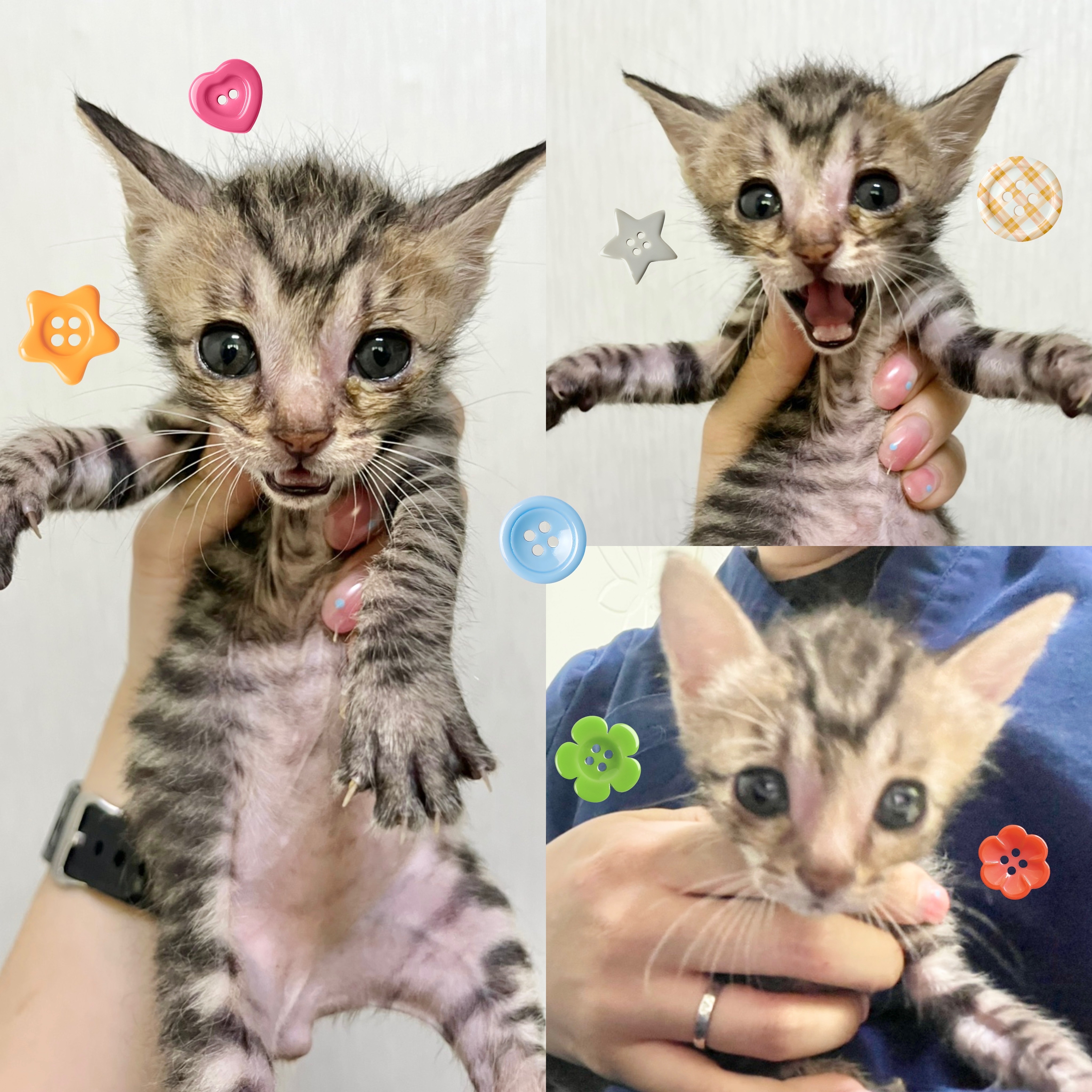 보호중 한국 고양이…