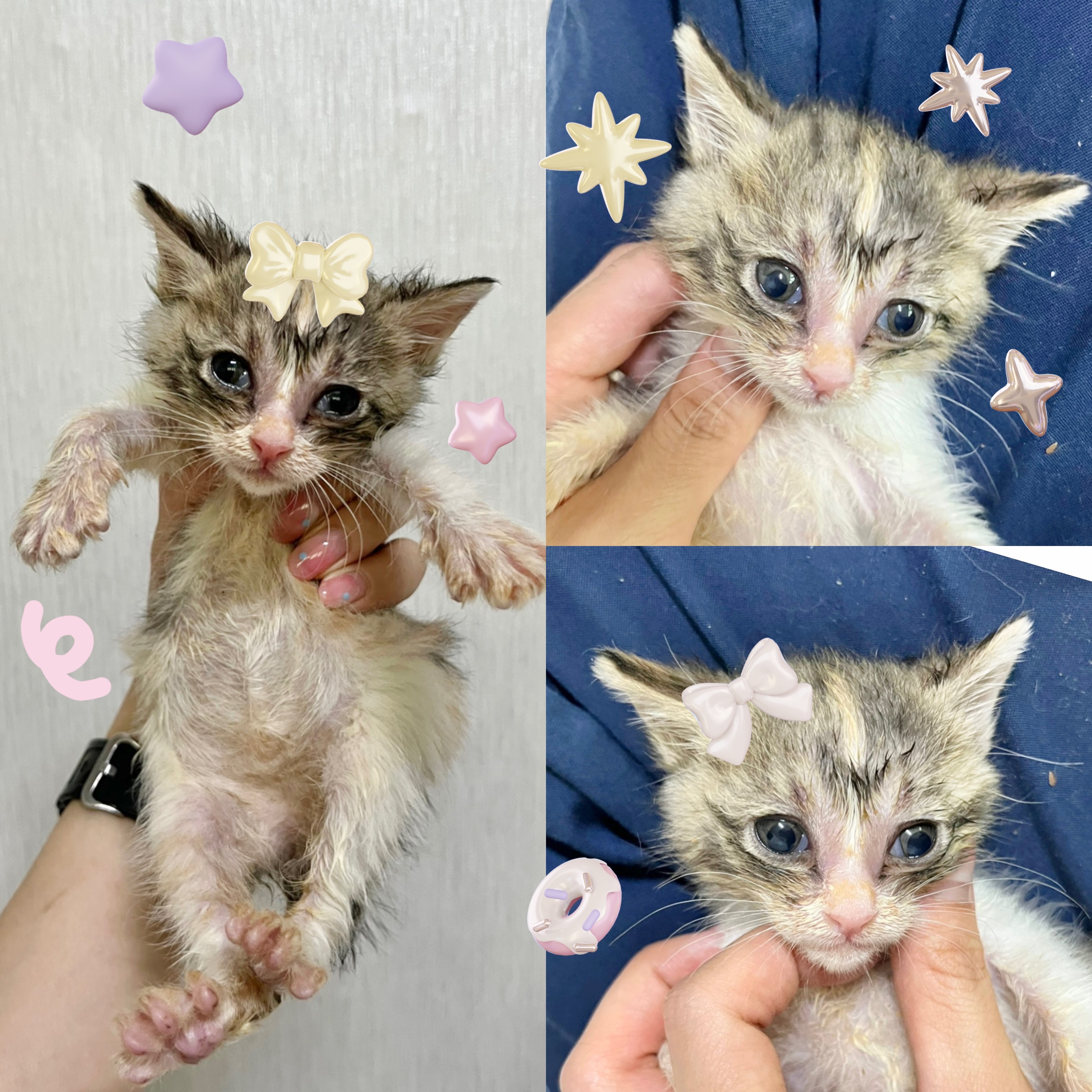 보호중 한국 고양이…