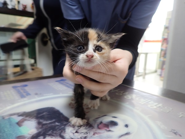 보호중 한국 고양이…