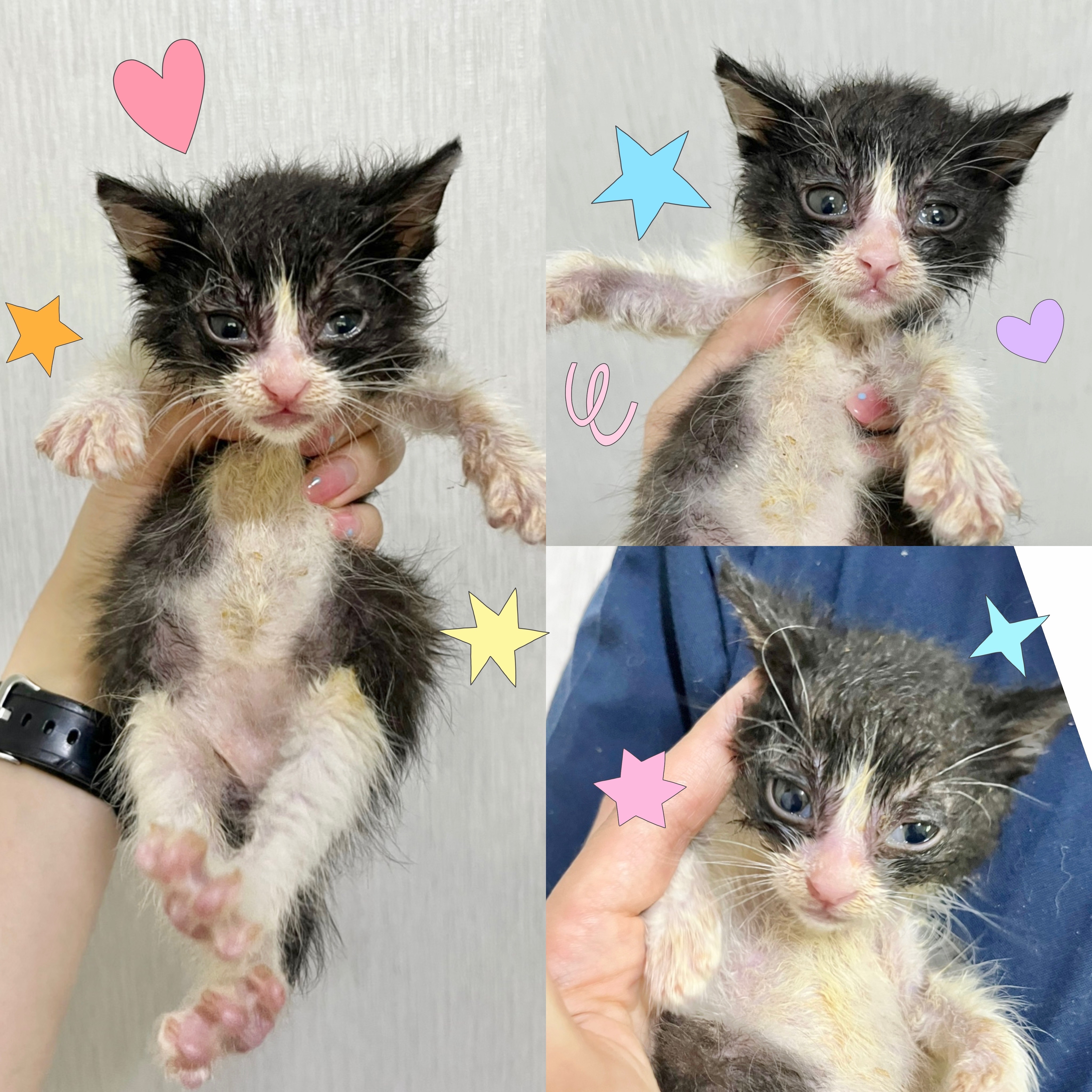 보호중 한국 고양이…
