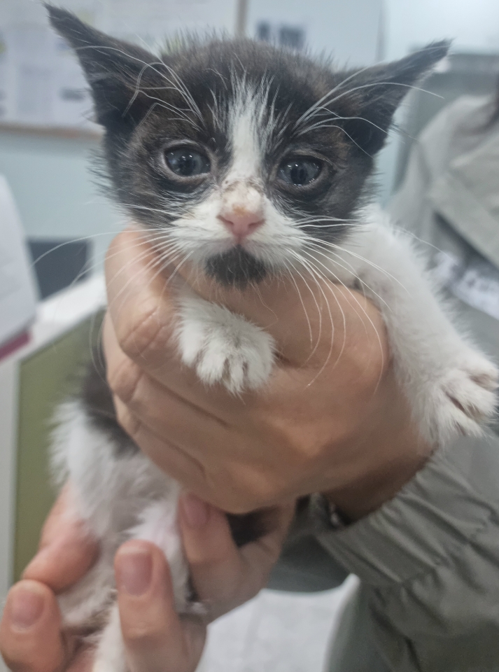 보호중 한국 고양이…
