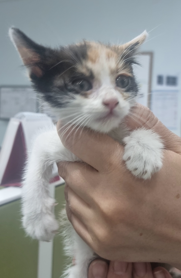 보호중 한국 고양이…
