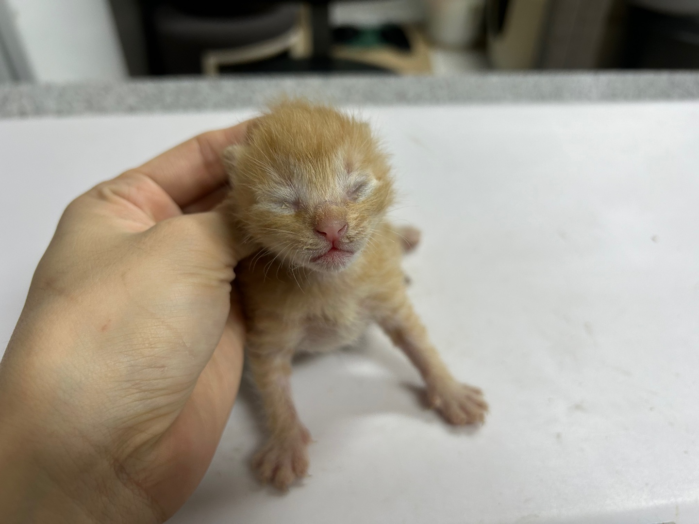 보호중 한국 고양이…