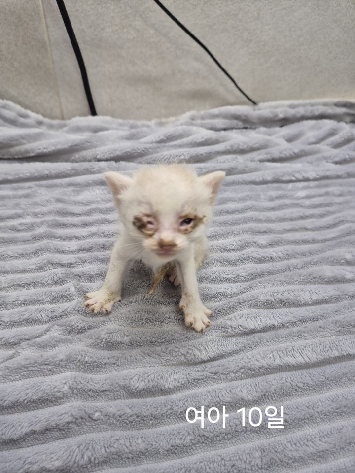 보호중 한국 고양이…