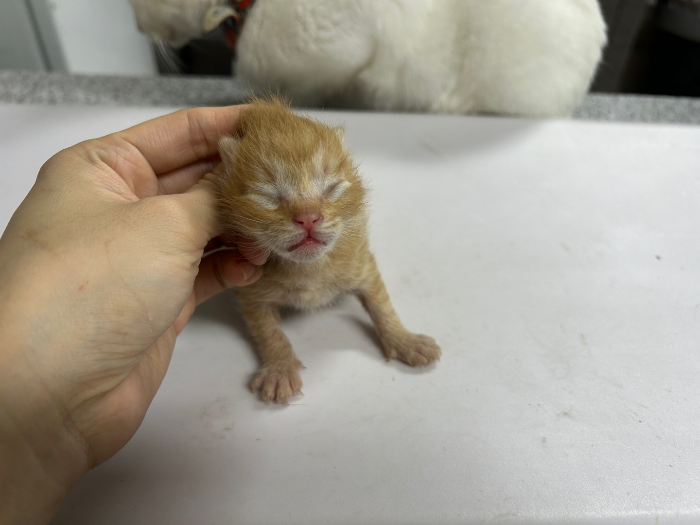 보호중 한국 고양이…