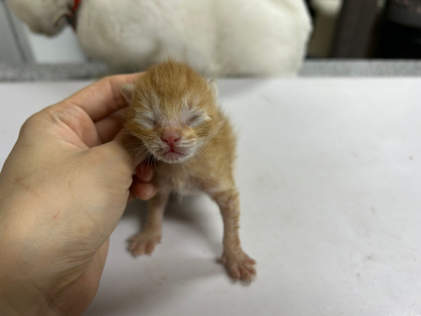 보호중 한국 고양이…