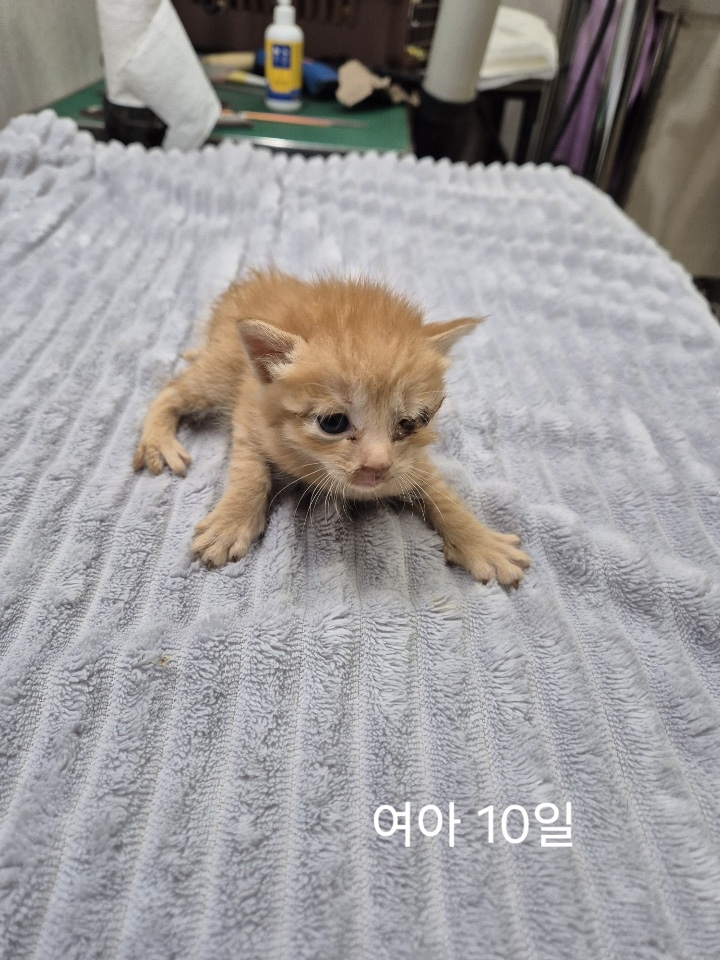 보호중 한국 고양이…