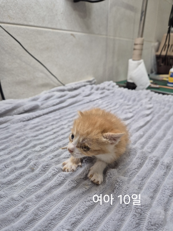 보호중 한국 고양이…