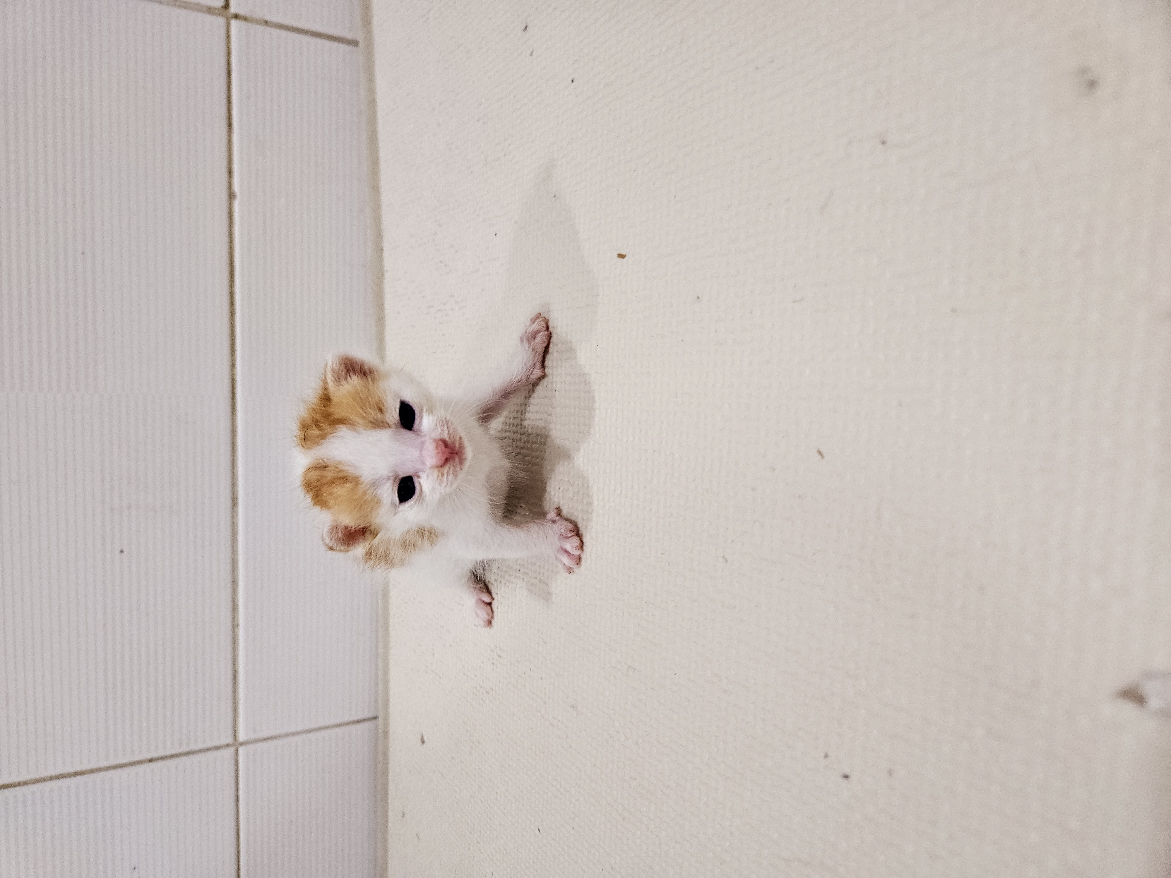 보호중 한국 고양이…