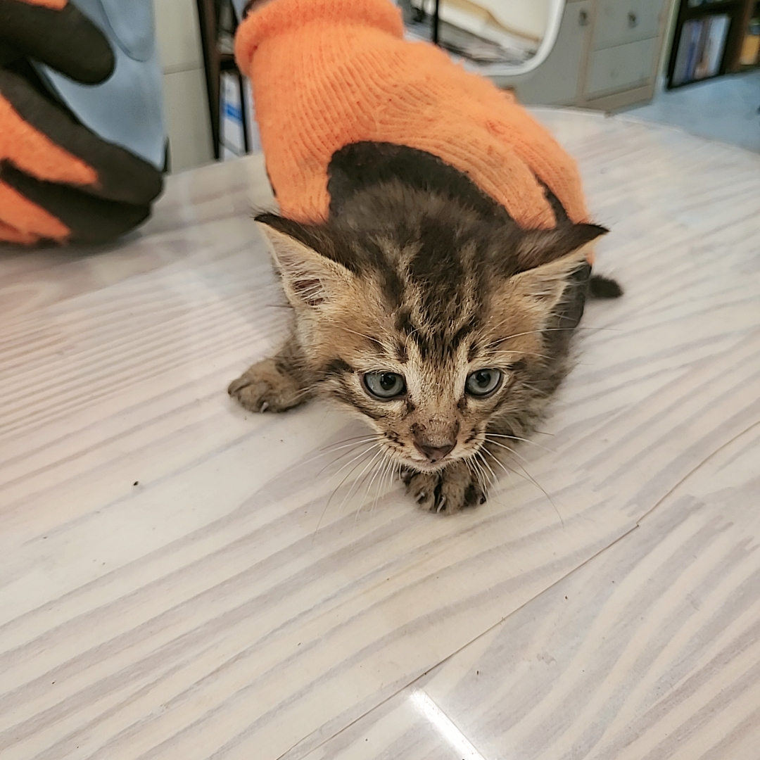 보호중 한국 고양이…