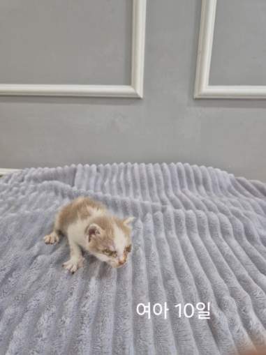 보호중 한국 고양이…