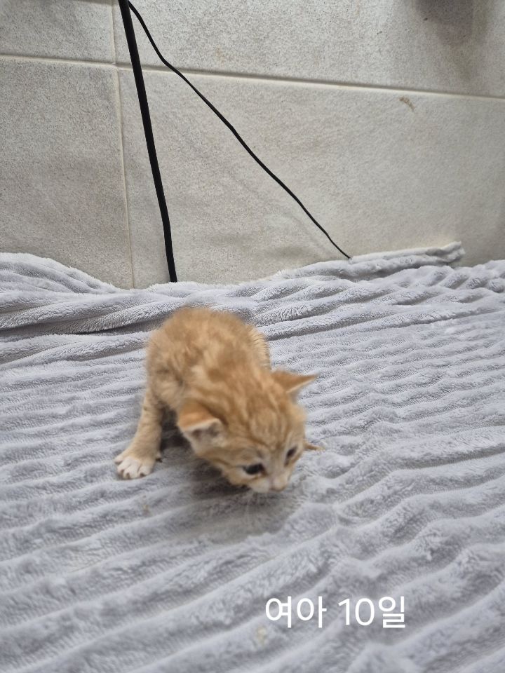 보호중 한국 고양이…