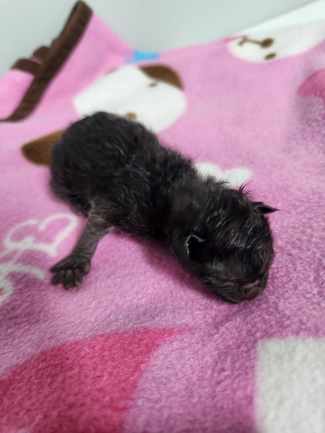보호중 한국 고양이…