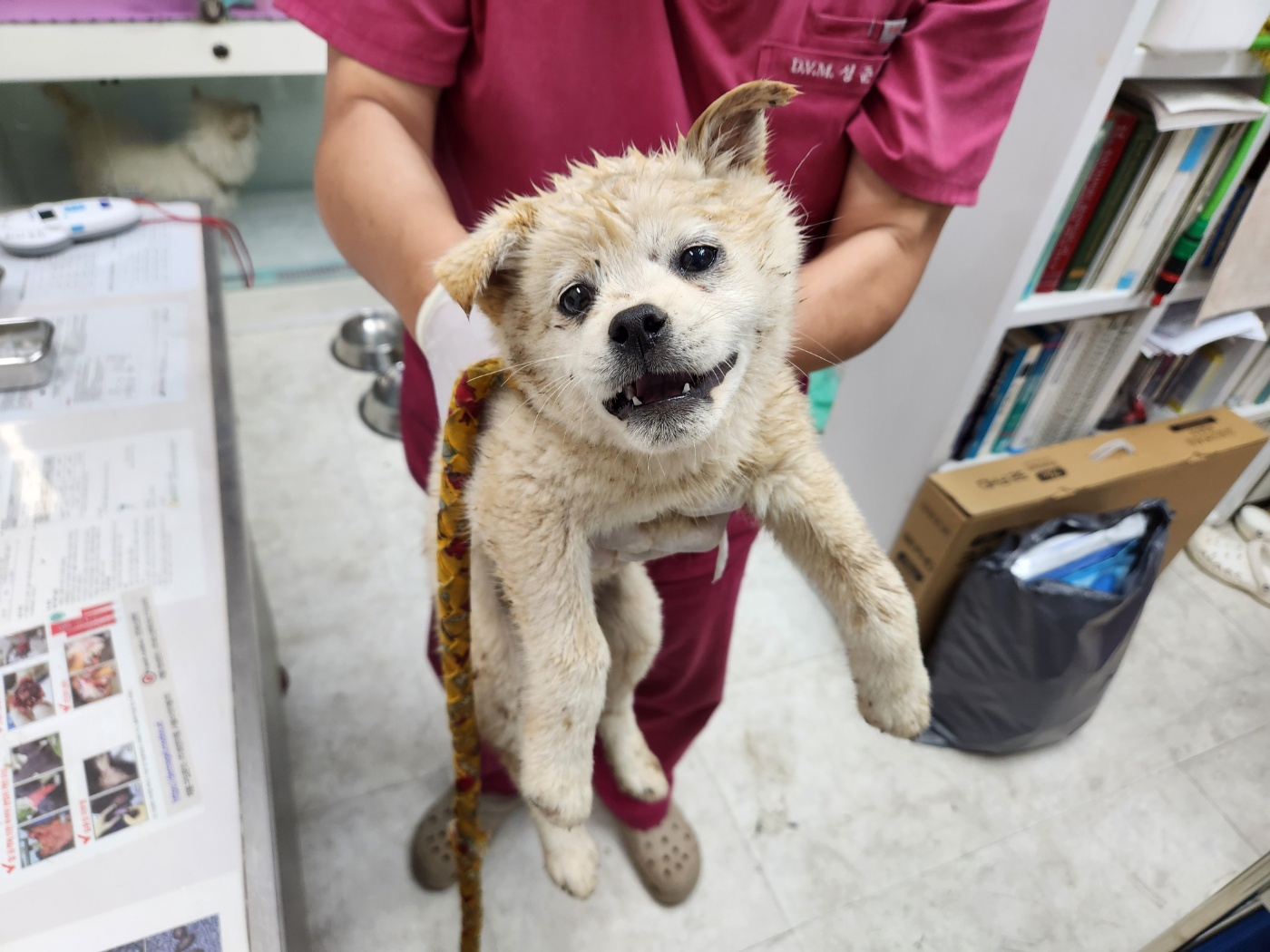 보호중 진도견의 가…