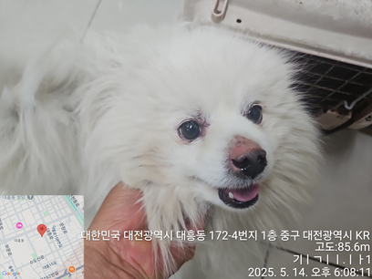 보호중 믹스견의 가…