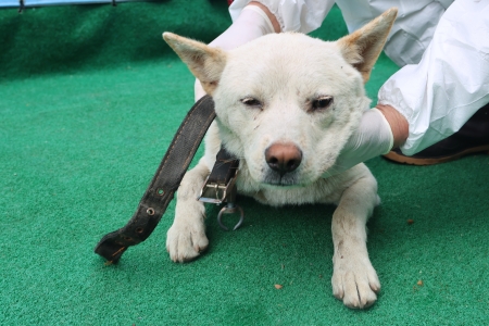 보호중 믹스견의 가…