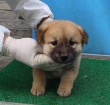 보호중 믹스견의 가…