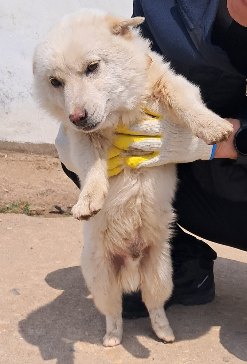 강진군 유기견 보호소_446492202500035