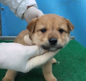 보호중 믹스견의 가…