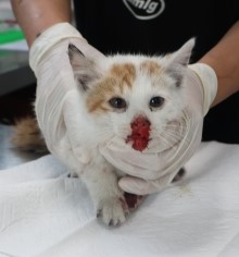 보호중 한국 고양이…