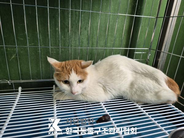 한국동물구조관리협회_411317202500193