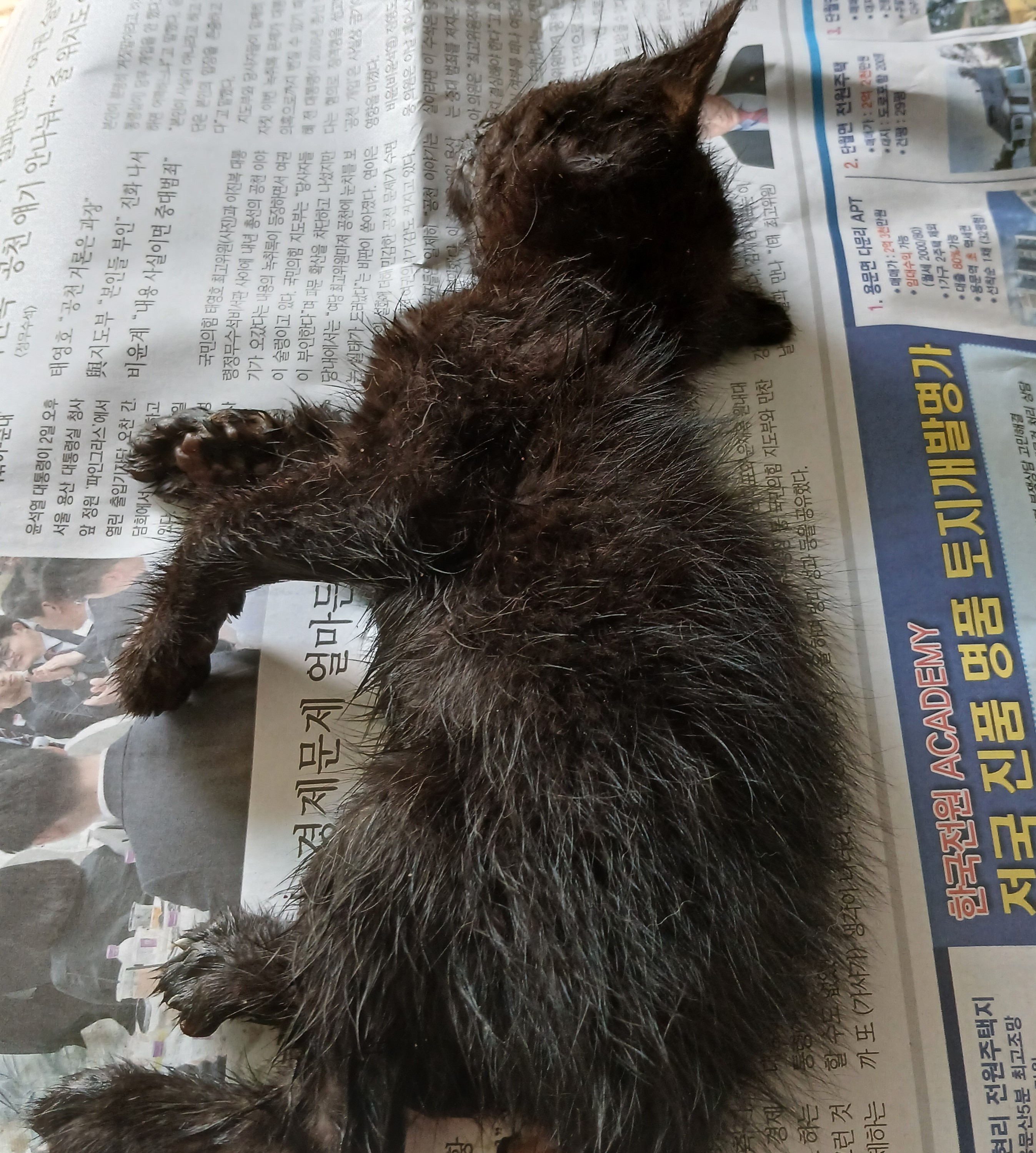 보호중 한국 고양이…