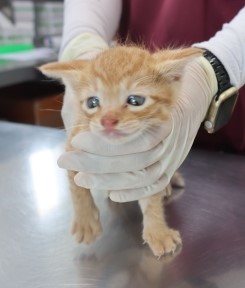 보호중 한국 고양이…