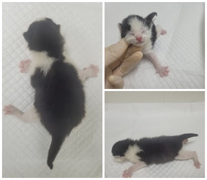 보호중 한국 고양이…