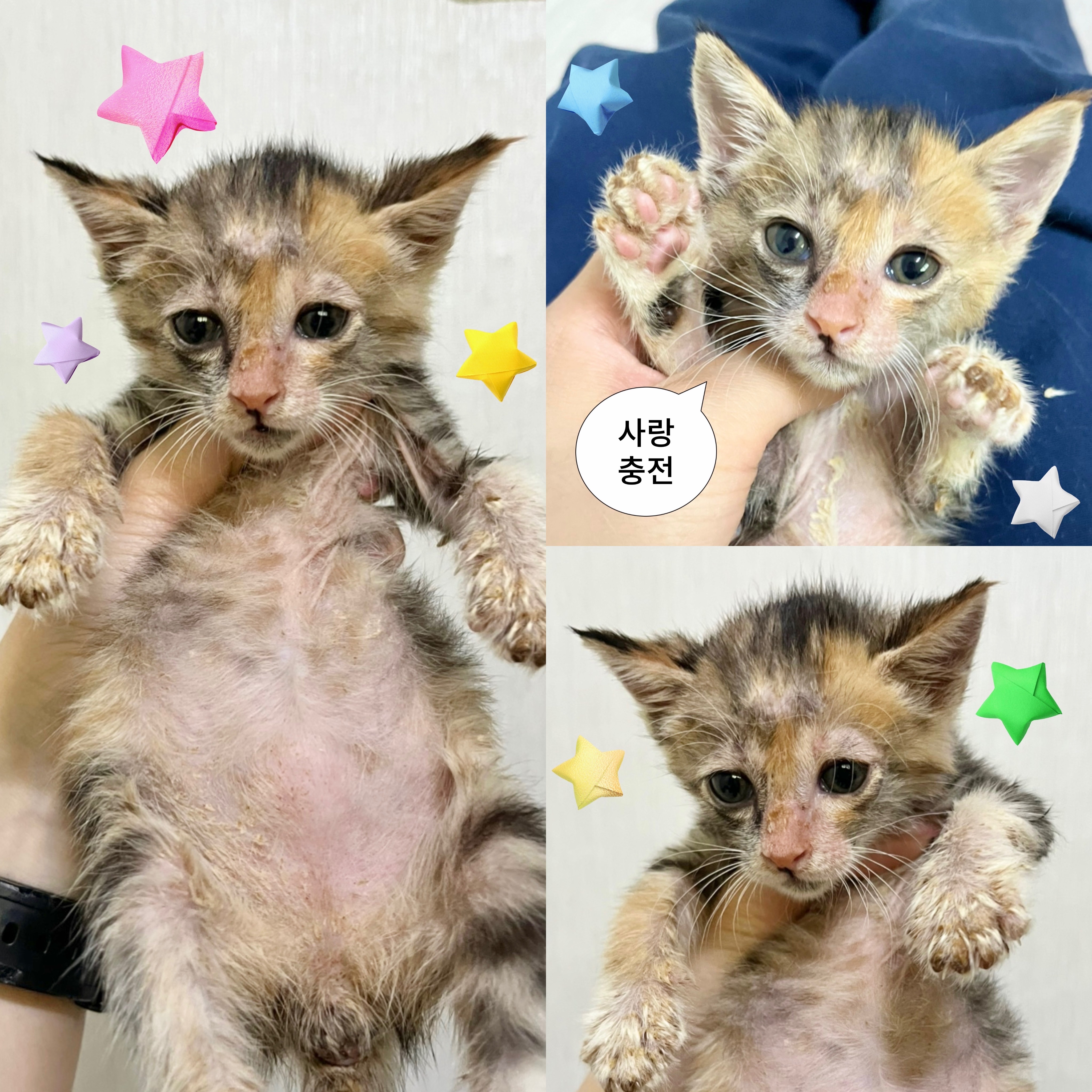 경주동물사랑보호센터_447505202500428