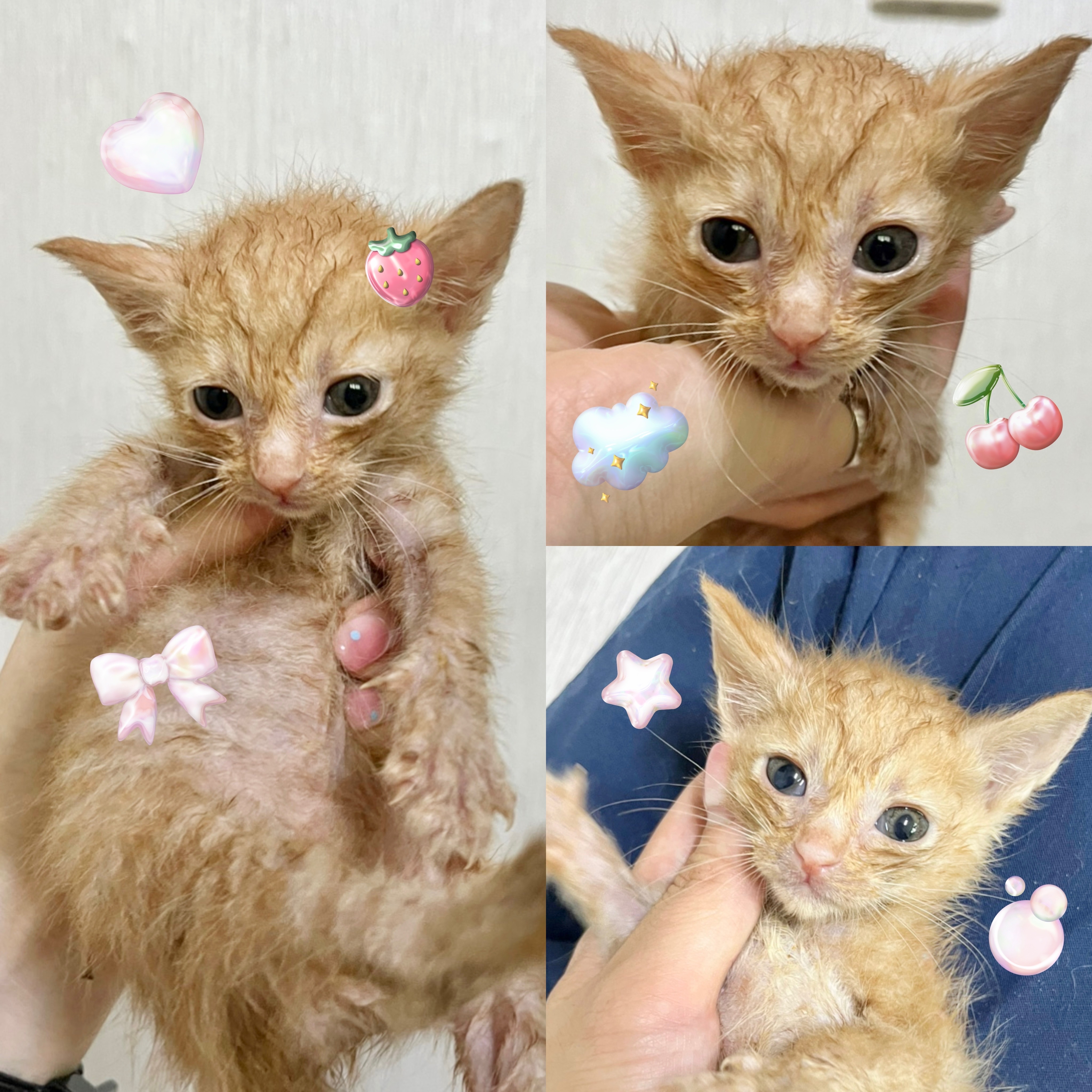 경주동물사랑보호센터_447505202500432