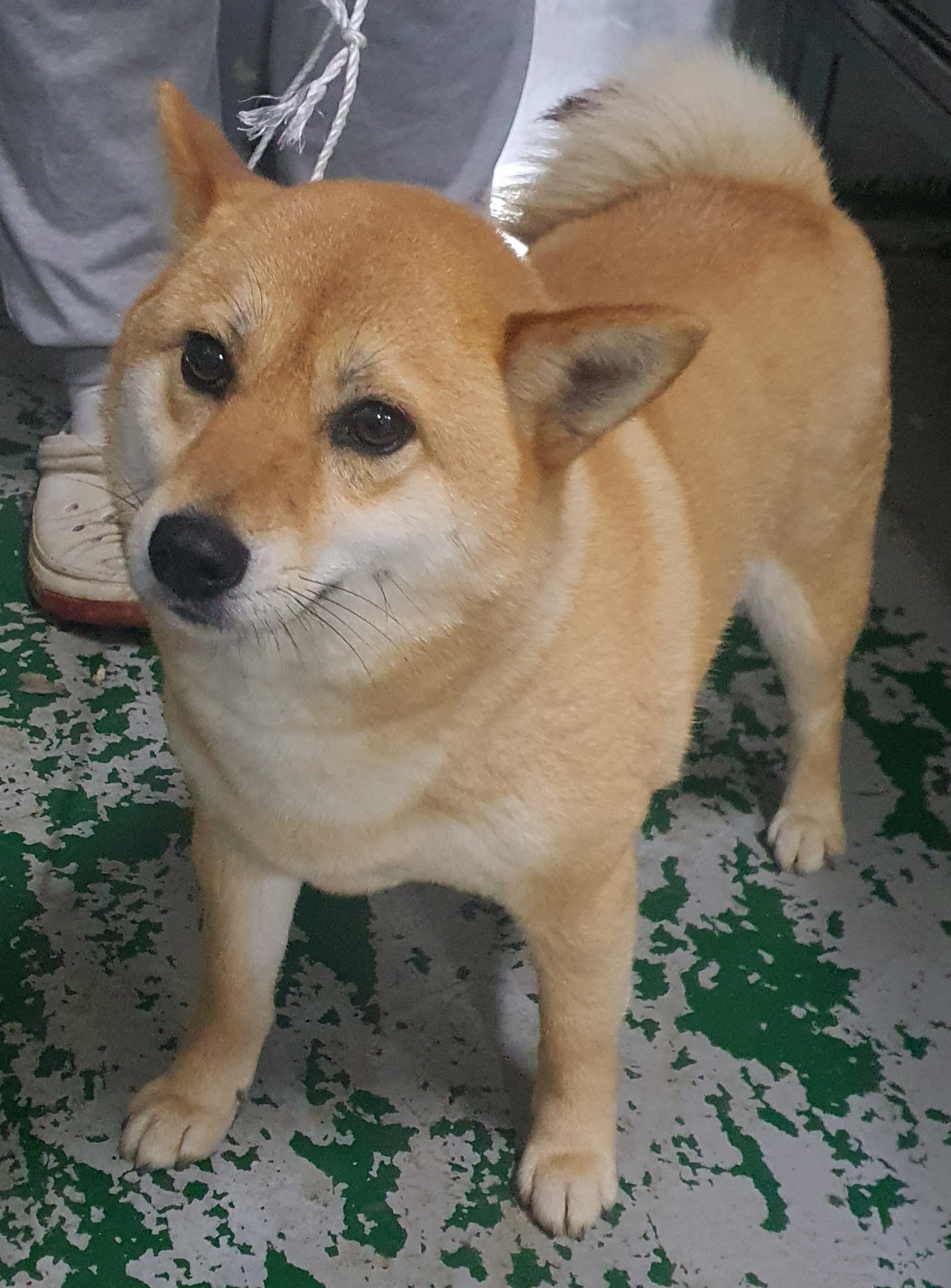 인천광역시수의사회_428353202500417