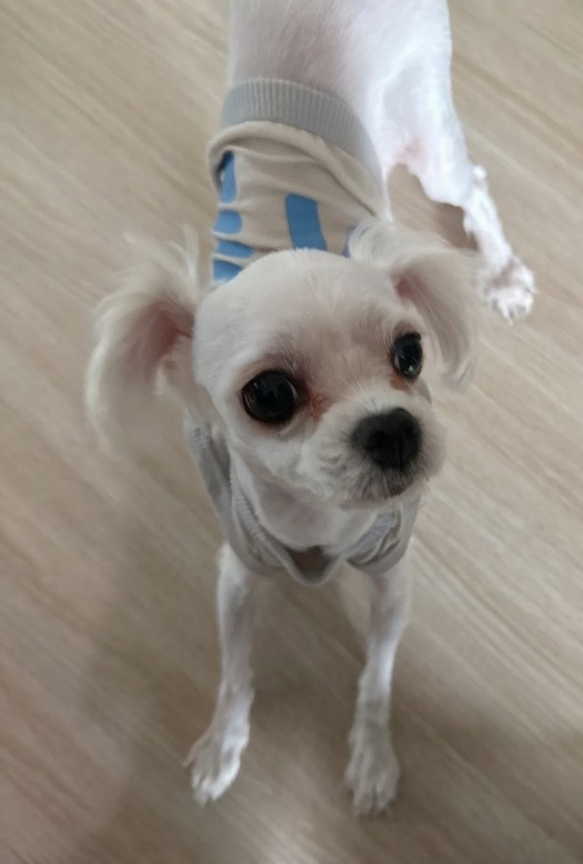 종료(입양) 말티즈…