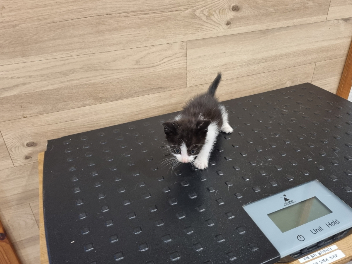 [고양이] 한국 고양이 전북-전주-2025-00325 유기동물 배경 이미지 입니다.